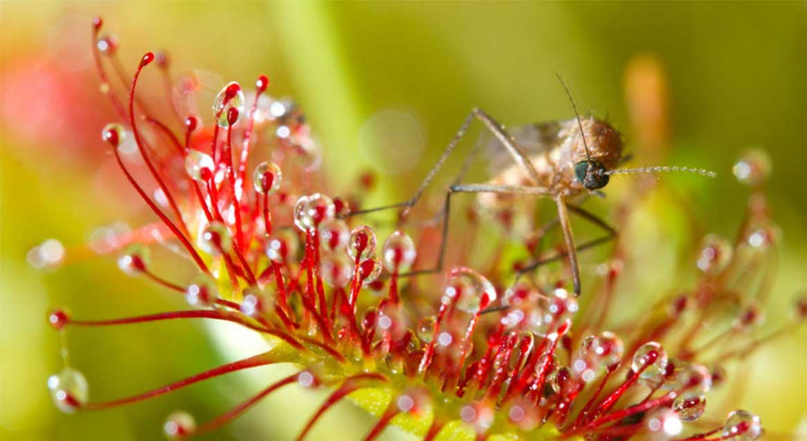 گیاهان گوشت خوار